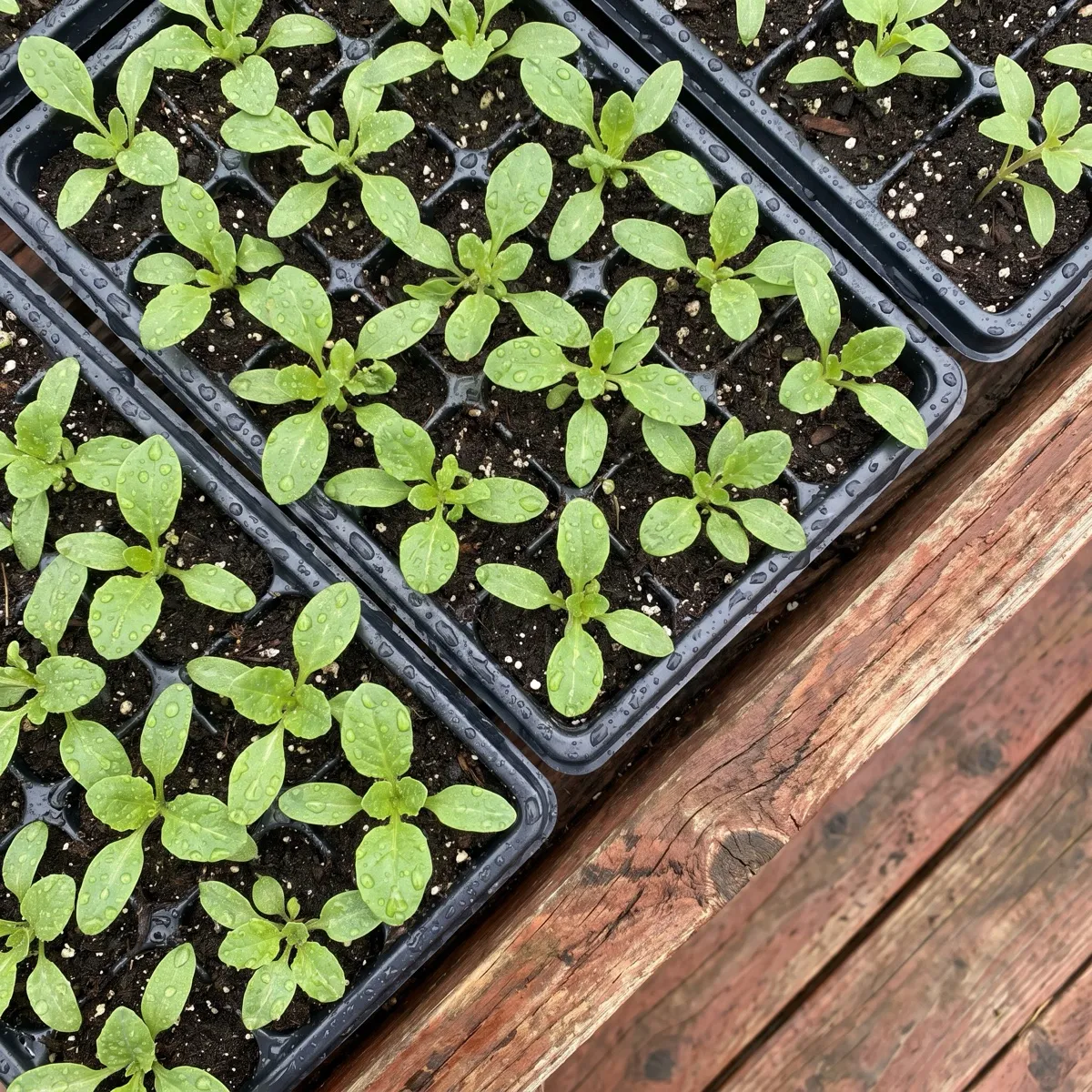 Overhead look at fresh seedling flats just set out