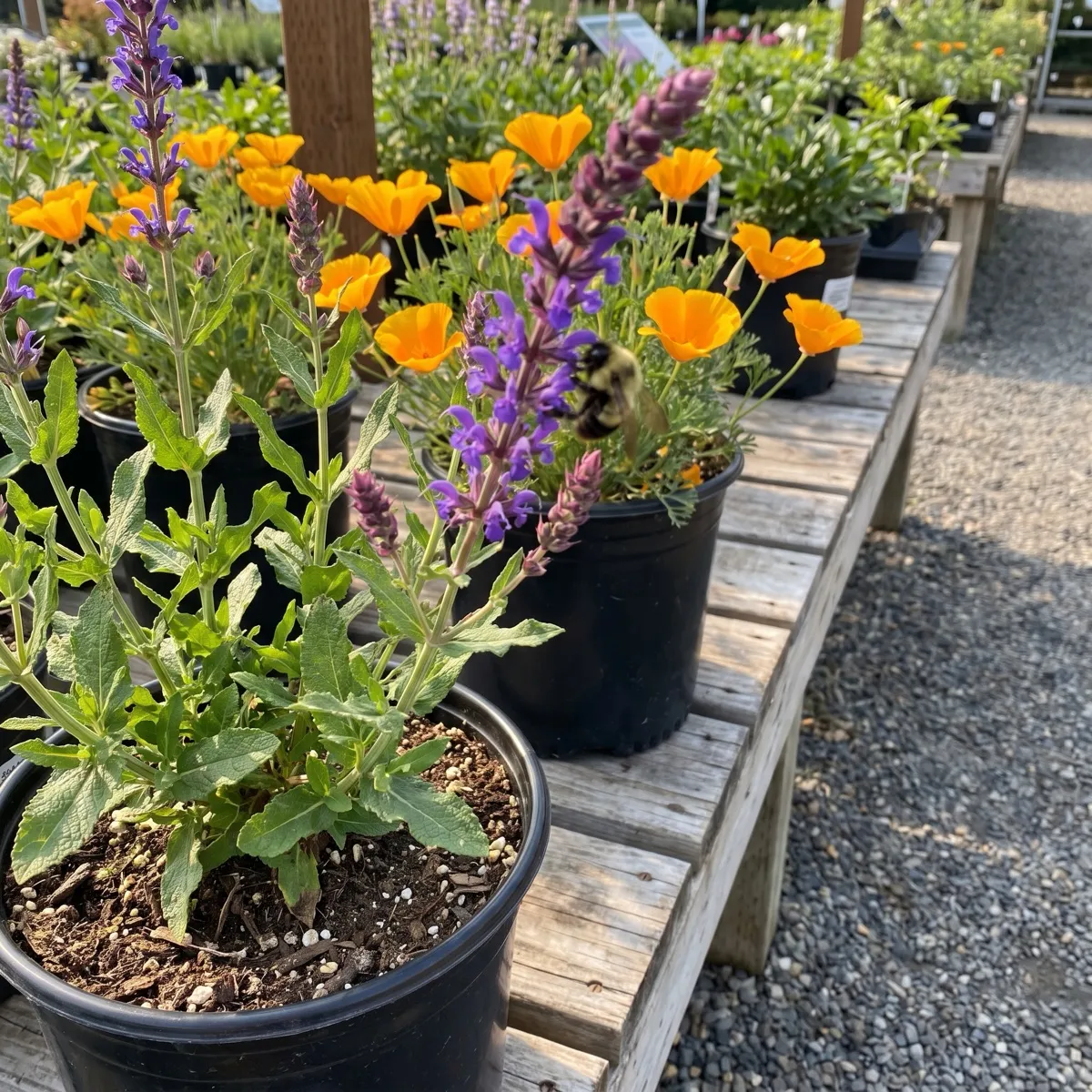 A bee working the California native flowers on the bench